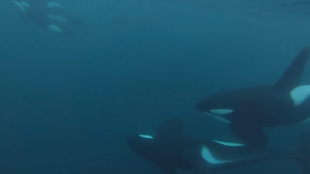 Dolphin diving into the deep sea