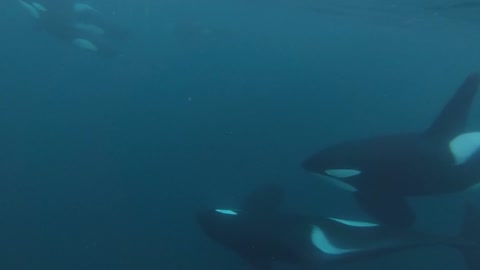 Dolphin diving into the deep sea