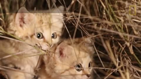 cute sand cat