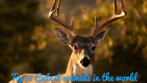Top 15 cutest animals in the world