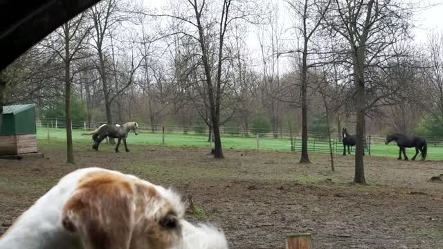 Gorgeous horse excited to see Mom is home