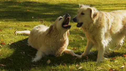 Cute golden puppies playing in the grass