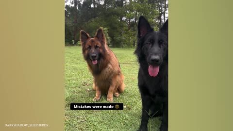 Proof That GERMAN SHEPHERDS Are Funnier Than You Think