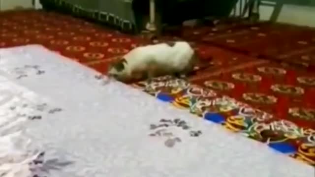 cats reaction against stuff