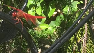 Amazing Dragonfly Close-Up Shot