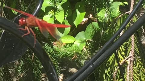 Amazing Dragonfly Close-Up Shot
