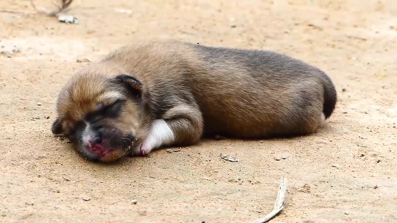 Caring mother dog tries to help rescuers her Newborn puppies