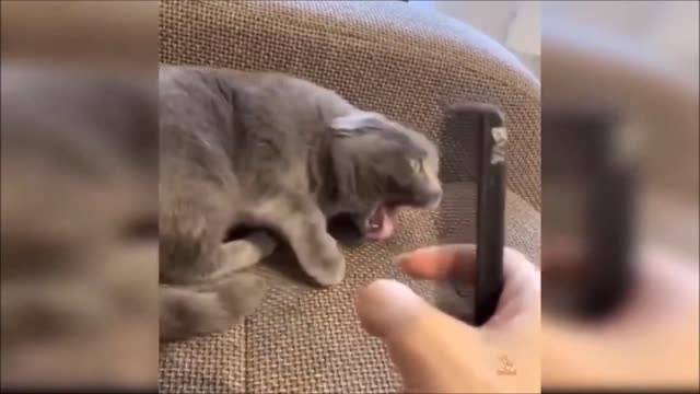 😸 🐈 😂 🤣 Cats Doing Funny Things, Try Not to Laugh (March 2021) 😸 🐈 😂