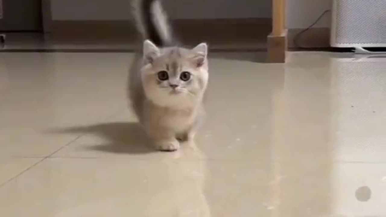 #cat