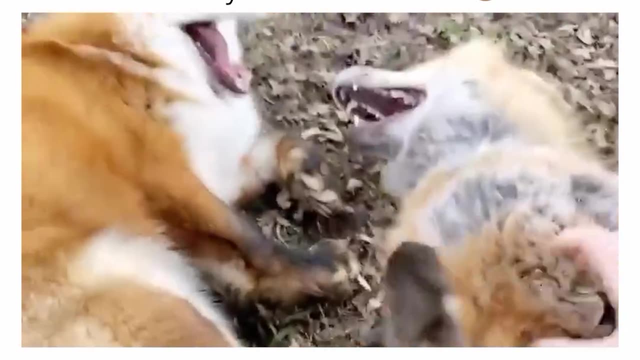 two pretty fox having another happy day