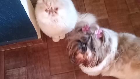 MY CAT ZEUS END MY DOG MEL 😍