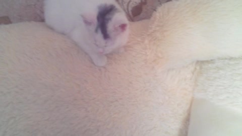 cat on a big bear