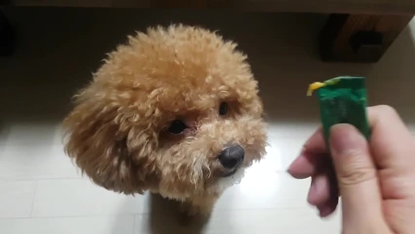 Puppy eating snacks, eating a liquid snack called Churu