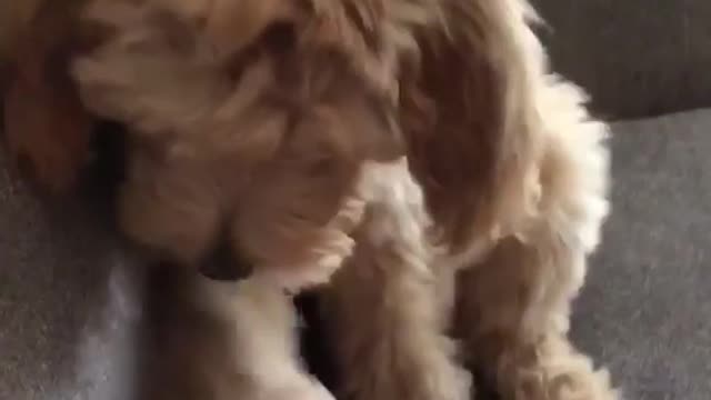 Brown fluffy dog shakes hands with owner on couch