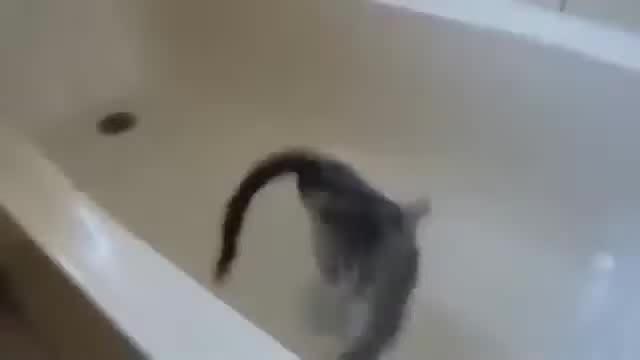 Funny animals fails most hilarious video ever