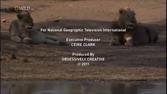 lion documantary-big cats