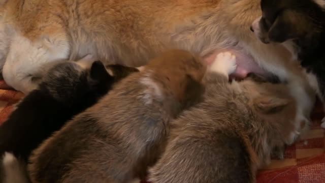 My dog feeding her baby's. She loves them more than anything in this world.