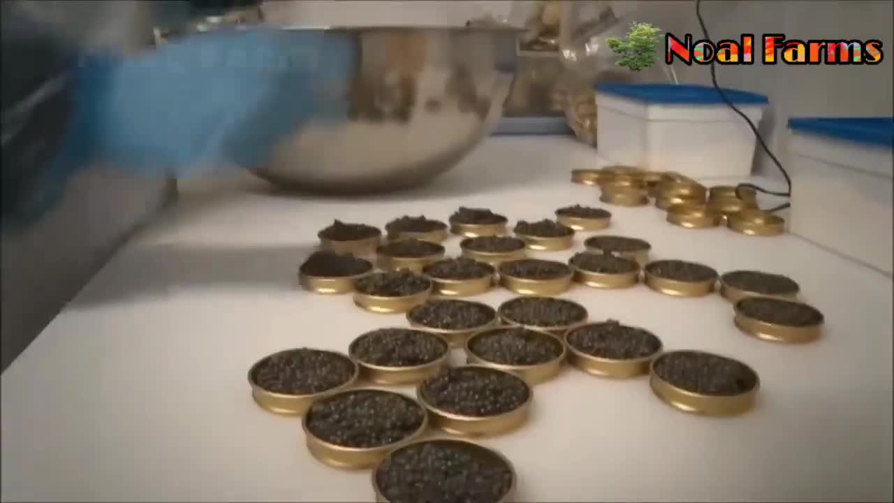 How Sturgeon Caviar Is Farmed and Processed