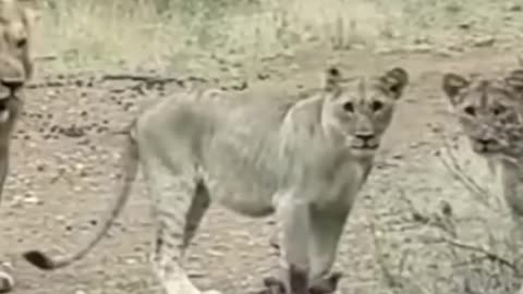 Baby Lion's Playing with Baby Warthog.