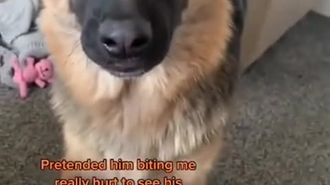 He said ‘ah she got me’ 😆 #dogsoftiktok #tiktok #funny #dog #shorts #Viral