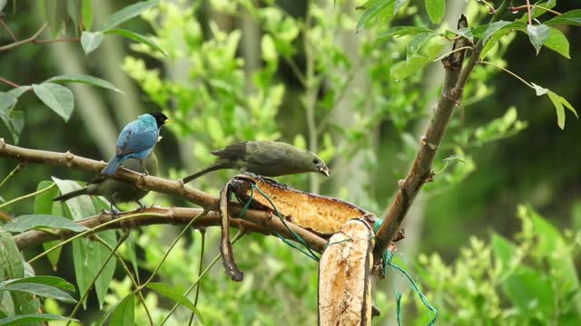 Bird eating fruit