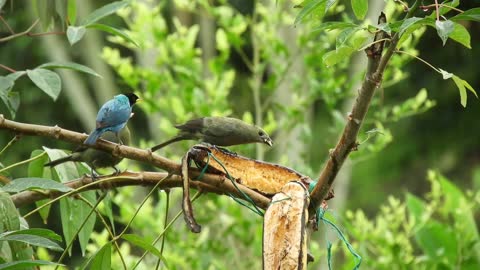 Bird eating fruit