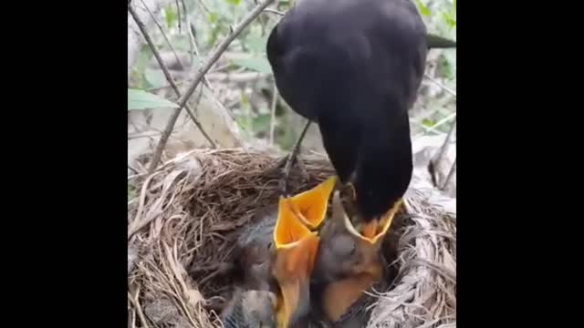 In the forest, wild birds feed a baby bird, which is caught on video.