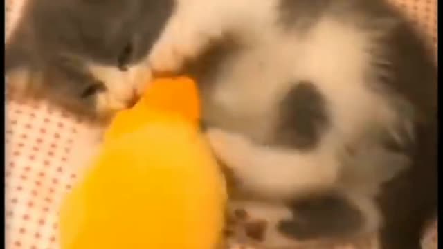 Cats Play With toys. Cute_Wild_Animals