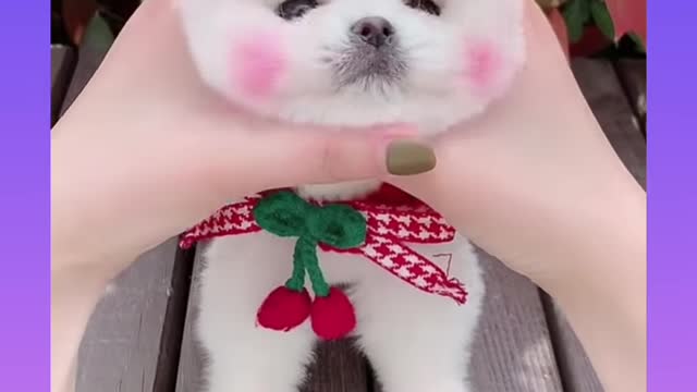 Cute and funny pomeranian