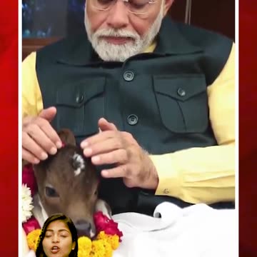 ఆవుదూడతో ఆడుకున్న పీఎం మోదీ | #modi #pmmodi #ytshorts #viralvideo #cow #trendingvideos | FBTV NEWS