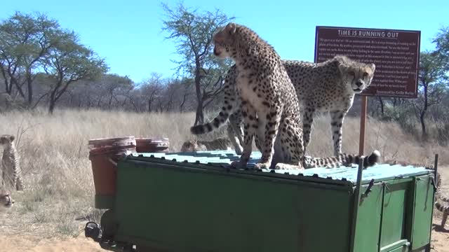 Harnas Cheetah Feeding Frenzy