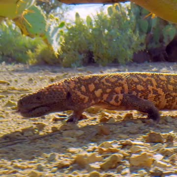 Did You Know #animalfact #animalfacts