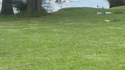 Dog Barks At Lakeside Kangaroo