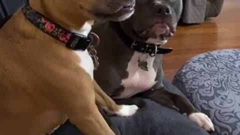 Funny Dogs Reaction