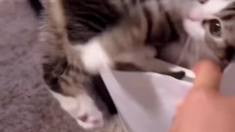 Cute baby cat teases your heart