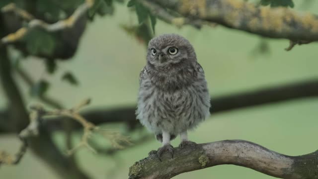 Talking About Neck Moves!