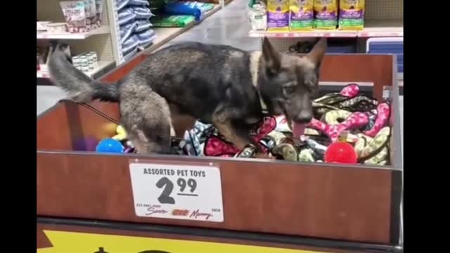 Dog goes for a swim in toys 😅