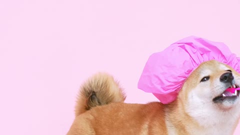 dog toothbrush