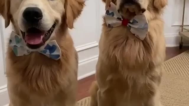 cutest twin dogs