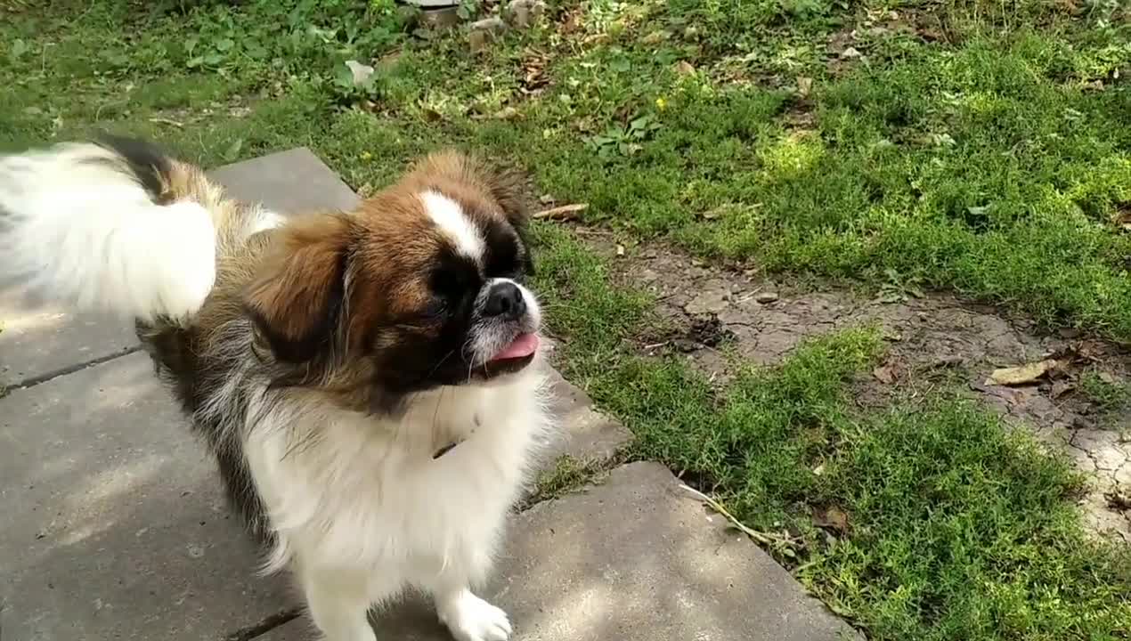 Funny dog Knopa in the big world