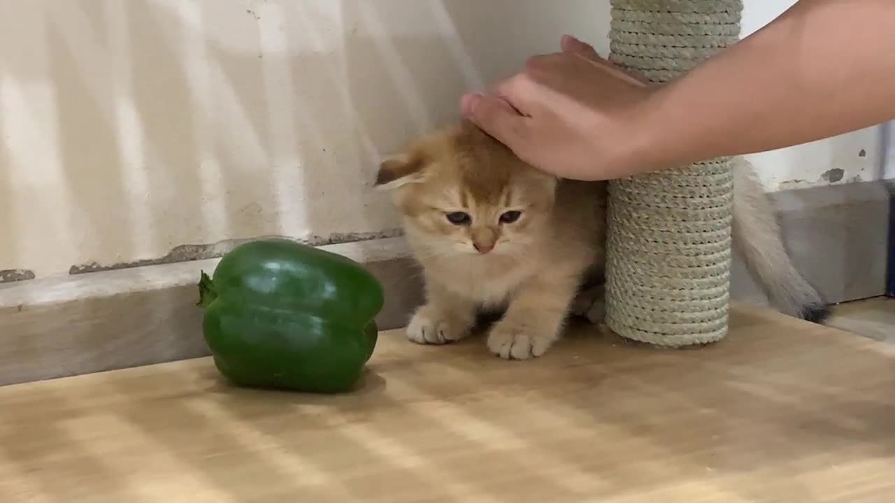 Cat vs Bell Pepper. Who Will Win