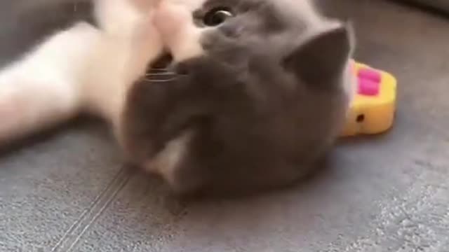Hey mommy 😘 hey my baby😻 so cute cat funny video 2022