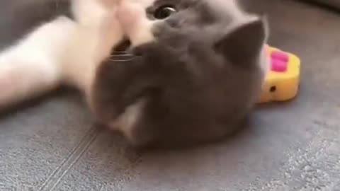 Hey mommy 😘 hey my baby😻 so cute cat funny video 2022