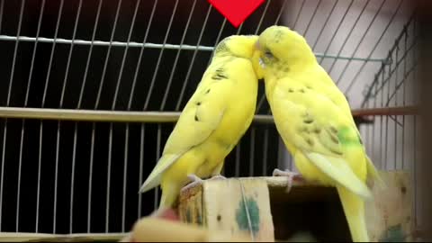 Cute birds video romance love video