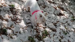 17 yr old deaf and blind terrier loves to travel