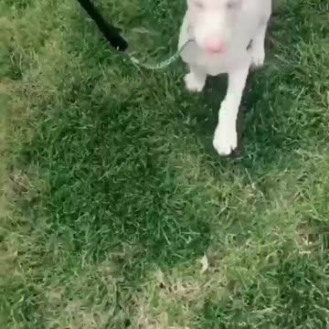 Cute albino doberman