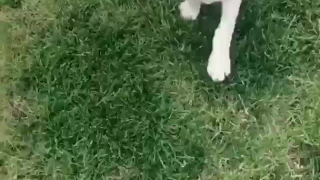 Cute albino doberman