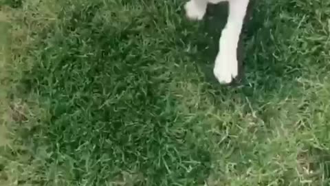 Cute albino doberman