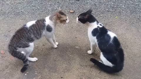 Cats fighting video