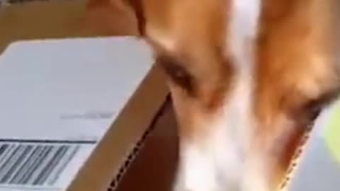 funniest animals part 5 2021